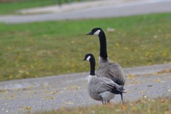 Branta hutchinsii hutchinsii