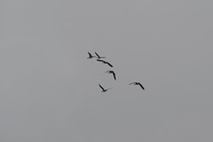 Branta hutchinsii hutchinsii