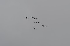 Branta hutchinsii hutchinsii