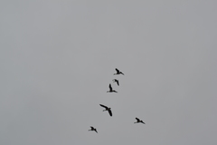 Branta hutchinsii hutchinsii