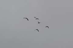 Branta hutchinsii hutchinsii