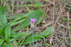 Centaurea