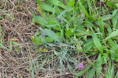 Centaurea