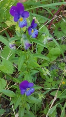 Viola × wittrockiana