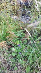 Viola × wittrockiana