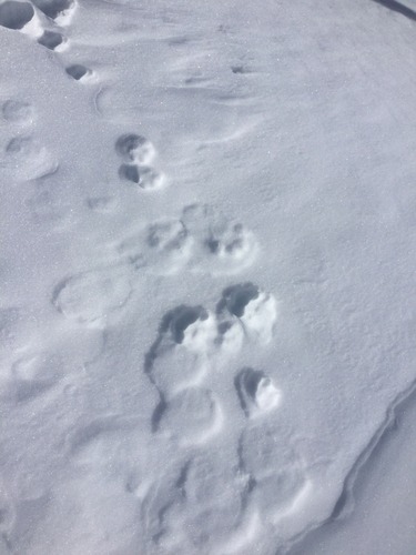 iNaturalist observation photo of Placental Mammals
