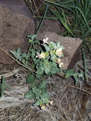 Tetraclea coulteri
