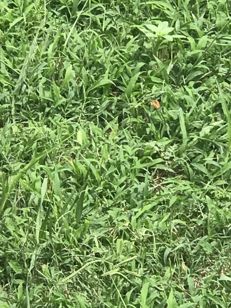 Northern Crescent from N Denver Ave, Tulsa, OK, US on July 9, 2023 at