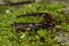 Imitator Salamander photo 4