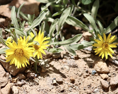 Image of Heterotheca pumila by (c) Cheryl McCleary-Catalano, some rights reserved (CC BY)