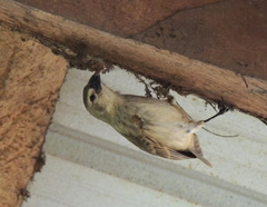 Camarhynchus pallidus