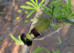 Cephonodes hylas virescens
