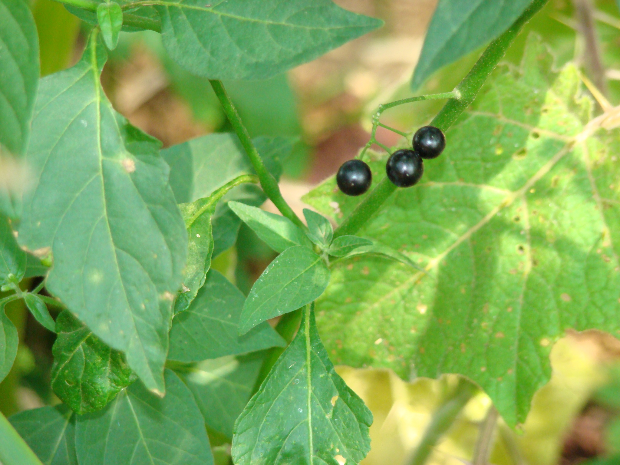 Solanum americanum