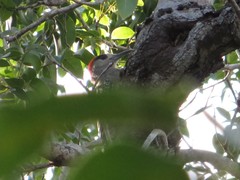 Melanerpes superciliaris