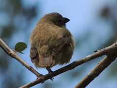 Camarhynchus parvulus