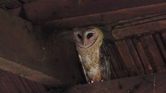 Tyto alba punctatissima