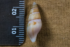 Ophiodermella inermis