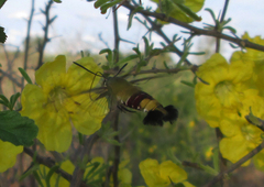 Cephonodes hylas virescens