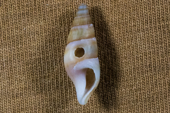 Ophiodermella inermis