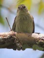 Camarhynchus parvulus