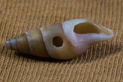 Ophiodermella inermis