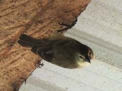 Camarhynchus pallidus