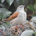 Brown-backed Solitaire - Photo (c) Carlos Velazco, some rights reserved (CC BY-NC), uploaded by Carlos G Velazco-Macias