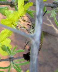 Cephonodes hylas virescens