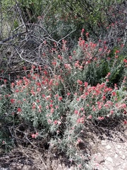 Castilleja lanata