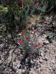 Castilleja lanata