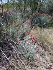 Castilleja lanata