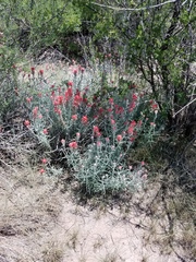 Castilleja lanata
