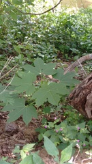 Gyrocarpus mocinoi