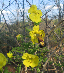 Cephonodes hylas virescens