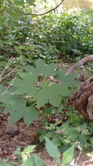 Gyrocarpus mocinoi