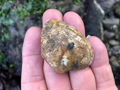 Saxidomus nuttalli