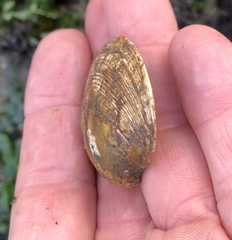 Saxidomus nuttalli