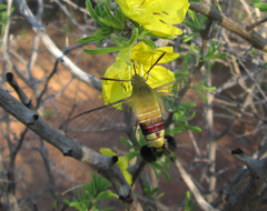Cephonodes hylas virescens
