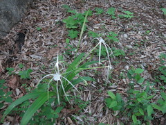 Hymenocallis acutifolia
