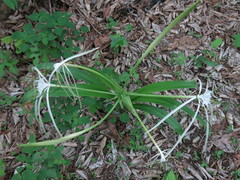 Hymenocallis acutifolia