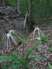 Hymenocallis acutifolia