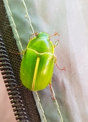 Stethaspis suturalis