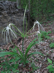 Hymenocallis acutifolia