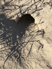 Dipodomys deserti