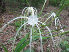 Hymenocallis acutifolia