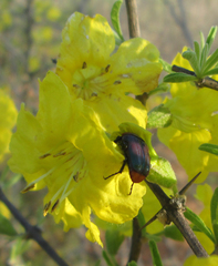 Leucocelis