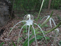 Hymenocallis acutifolia