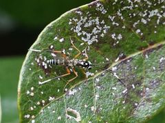 Glabridorsum stokesii