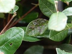 Glabridorsum stokesii