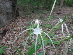 Hymenocallis acutifolia
